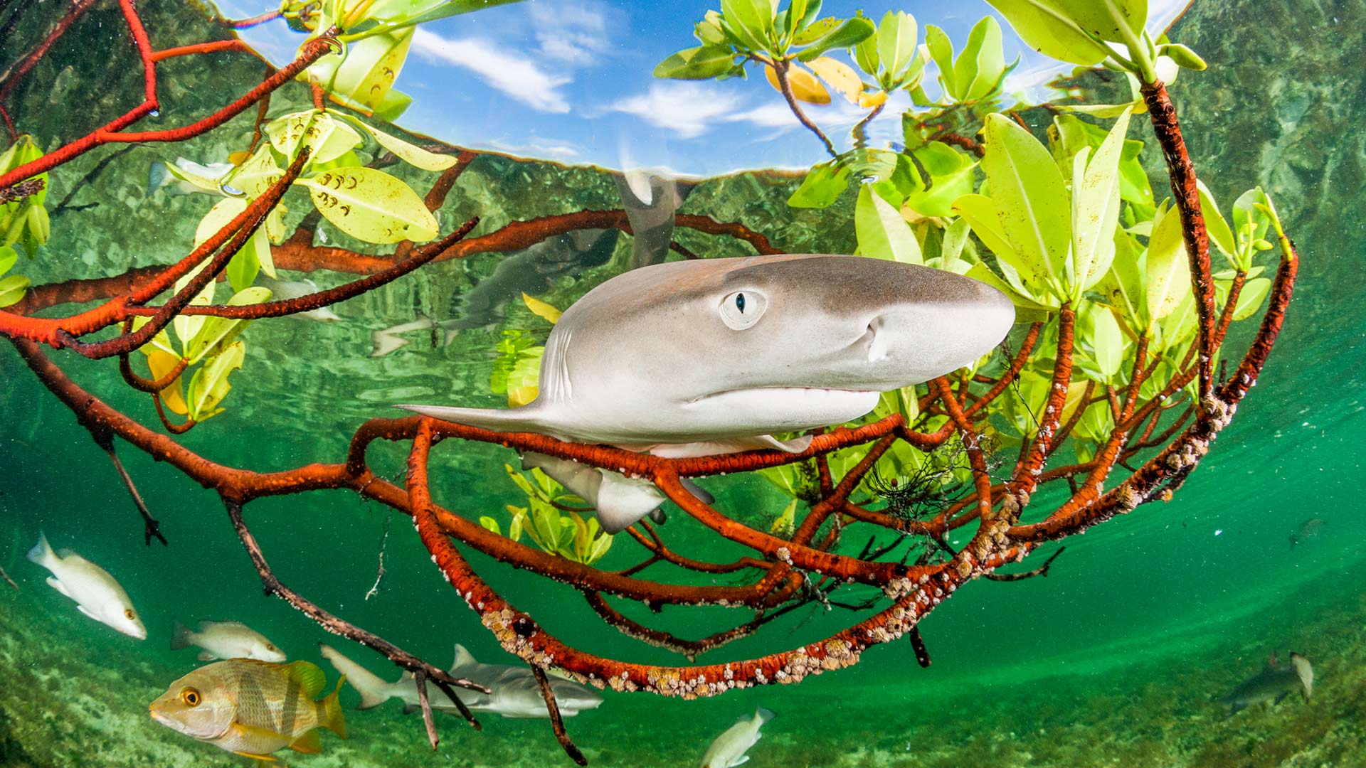 零落成泥碾作尘，只有香如故
