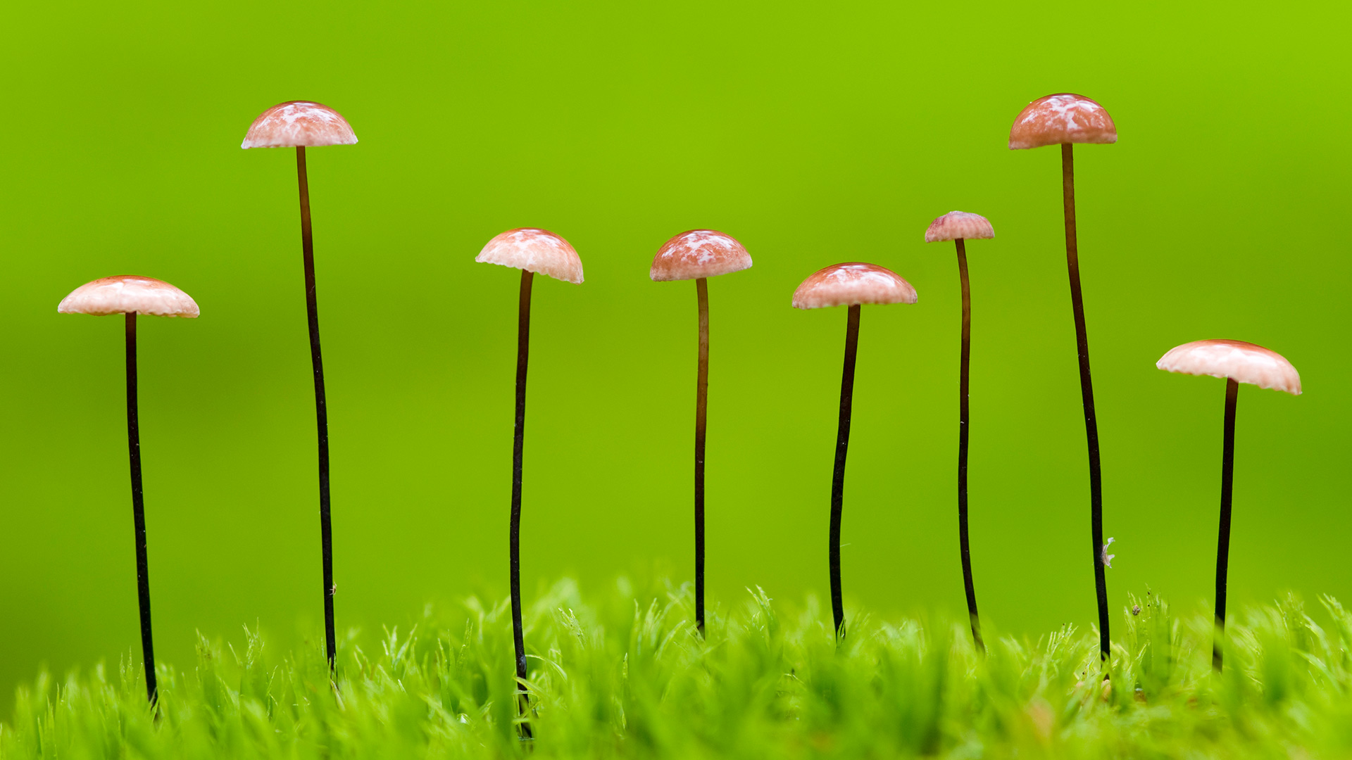 与回忆缠绕枷锁，同那朵鲜花凋落