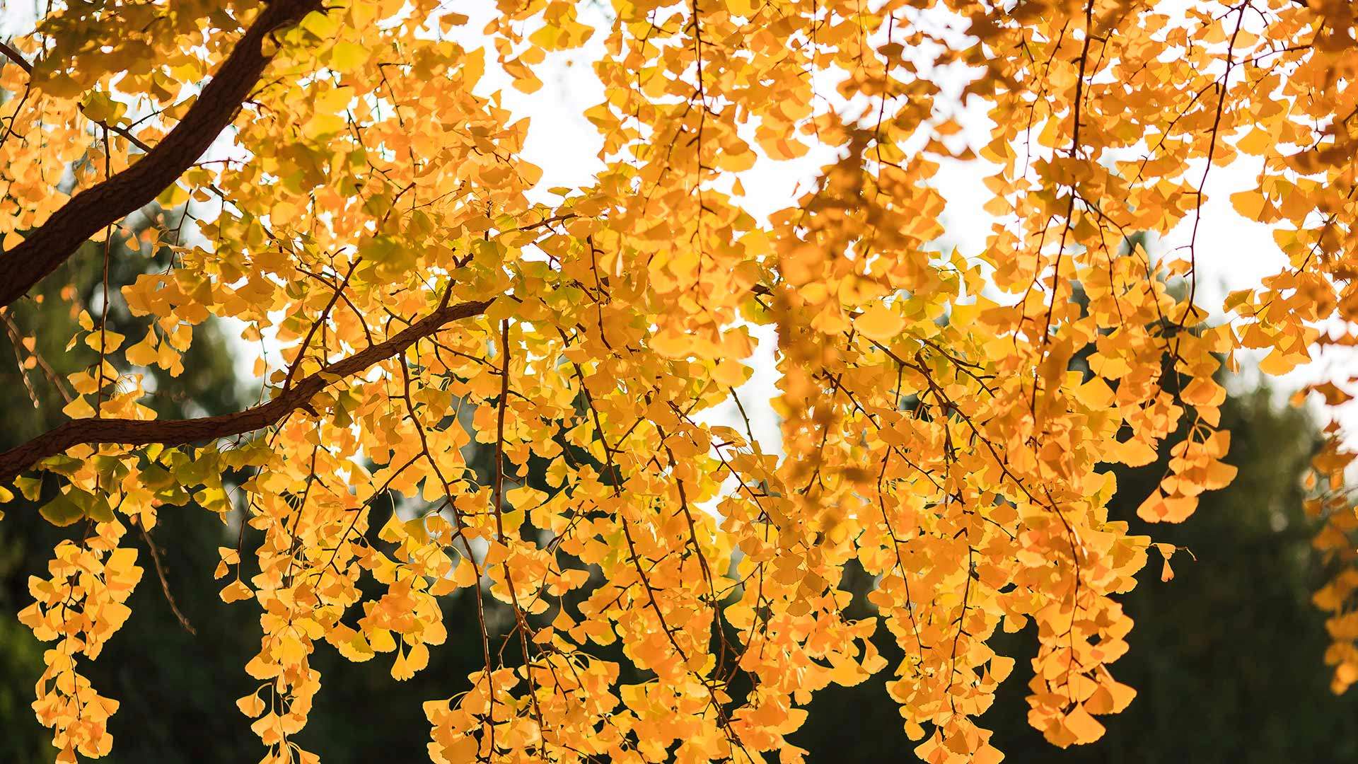 去年花里逢君别，今日花开已一年